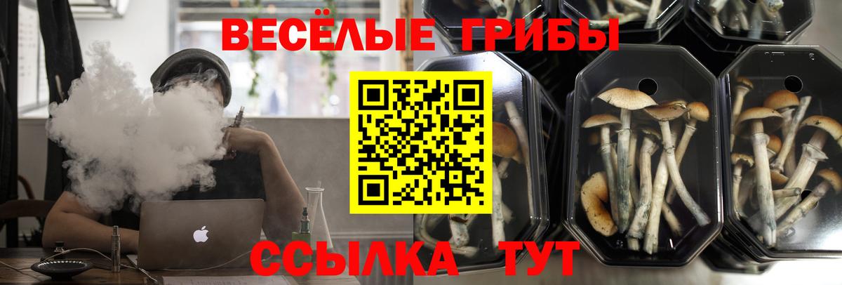 Галлюциногенные грибы Cubensis Свободный